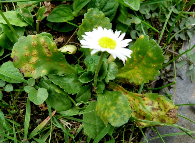Puccinia distincta on Common Daisy 1