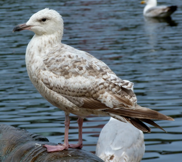 1st winter Herring Gull 1
