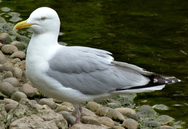 Adult Herring Gull 1