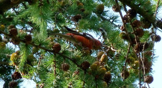 Male Two-barred Crossbill
