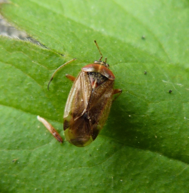 Harpocera thoracica (Female)