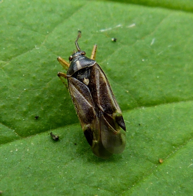 Harpocera thoracica (Male)